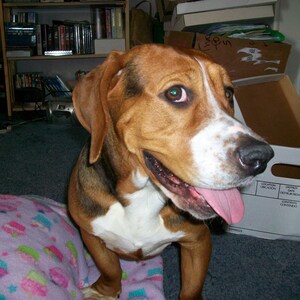 Fundraising Page: Rachel Williams